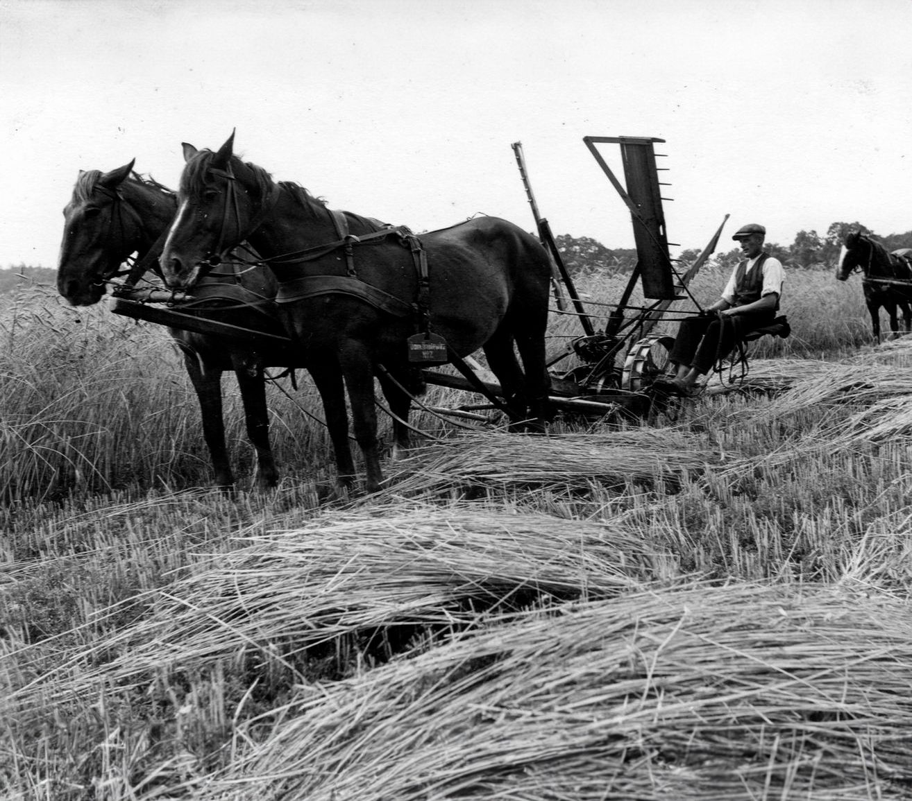 Ableger bei der Getreideernte - 1948
(aus dem Nachlass Heinz Sonnenberg)